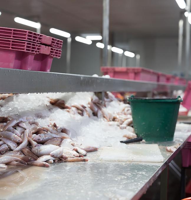 Fish being sorted in cold room
