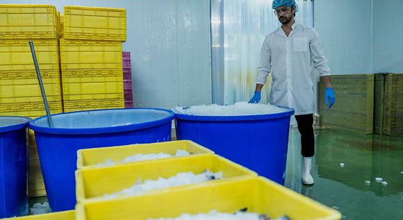 fish farming cold rooms